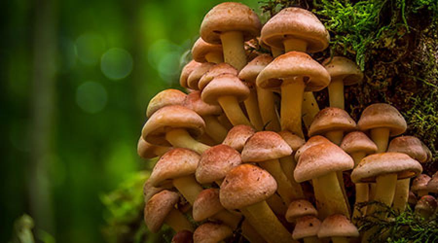 К чему снятся грибы опята много. К чему снится собирать грибы в лесу? Что говорят сонники? Старый бабушкин сонник